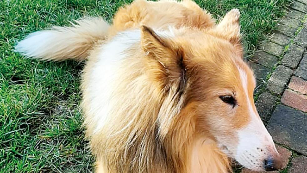 Colly-Rüde »Balu« sucht eine neue Familie. © Foto: Tierschutz