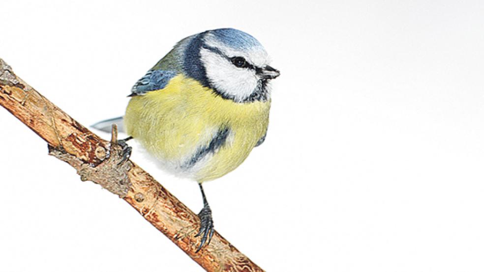 Haben sich die Blaumeisen-Bestände wieder erholt? Erkenntnisse dazu erhofft sich der NABU auch von den Zählergebnissen der aktuellen »Stunde der Wintervögel«. © Foto: Frank Derer