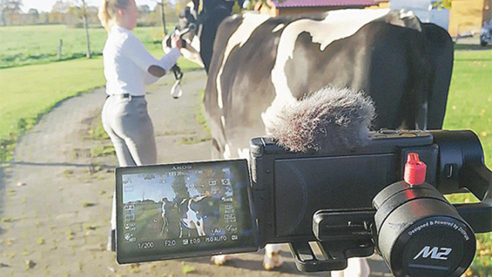 Von der Weide ins Internet: Für die Online-Auktion wurden die Zuchtkühe gefilmt. © Foto: VOSt