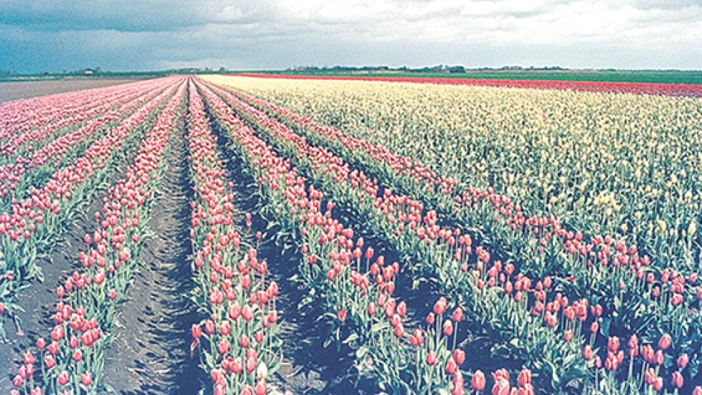 Arbeitsplatz im Blumenmeer: Dieses Foto entstand Anfang der 1970er Jahre auf dem Hof Diddens in Bunderhammrich. © Foto: Klaas-Hermann Diddens