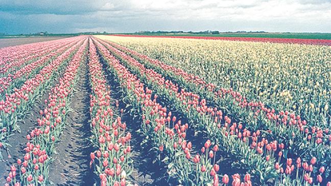 Tulpen bis zum Horizont