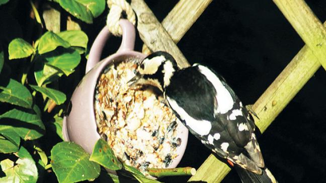 Haussperling vor Kohlmeise und Amsel