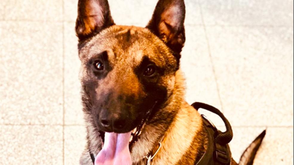Bravo, Bruk! Der Rauschgiftspürhund entlarvte einen Drogenschmuggler am Bahnhof Leer. © Foto: Hauptzollamt