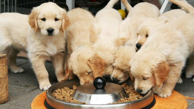 Online-Betrug beim Welpen-Kauf