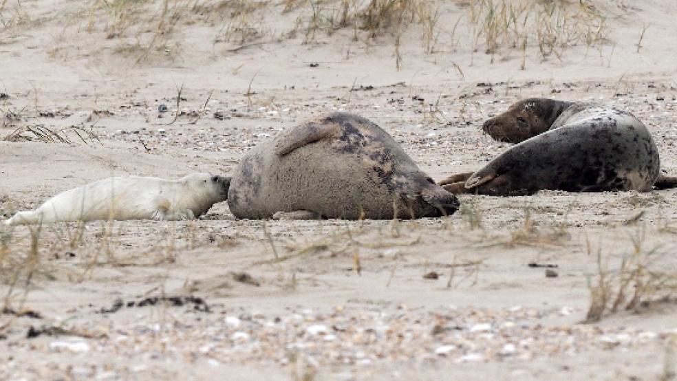 Gezählt wurden 988 Kegelrobben, davon 372 Jungtiere. © Foto: Czeck (Nationalparkverwaltung)