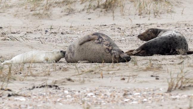 Kindersegen bei den Kegelrobben