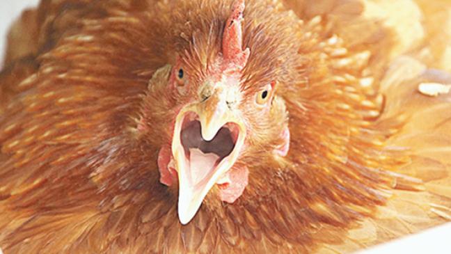 Ausgangssperre für das Federvieh