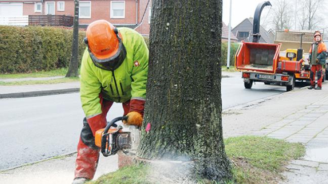 Vier Roteichen an Berliner Straße werden gefällt