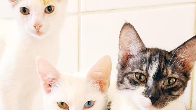 Drei Herbstkatzen  hoffen auf Zuhause