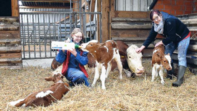 Drei kleine Kälber als große Sensation