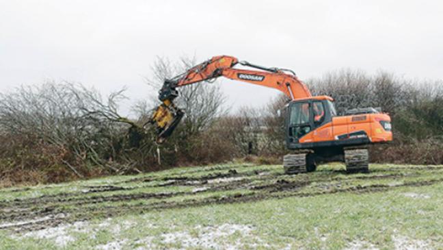 Schnittarbeiten zur Vogel-Förderung