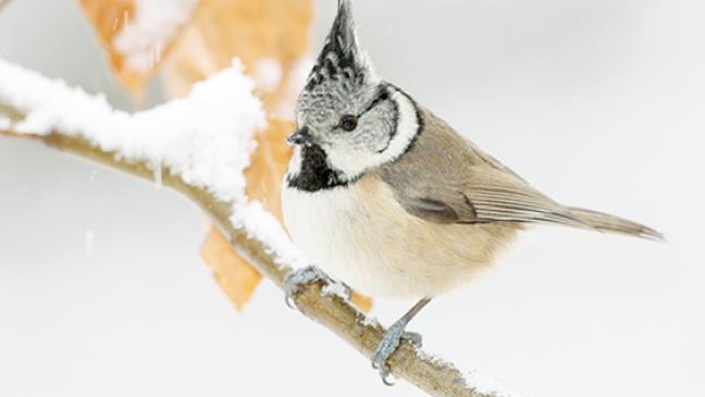 Weniger Wintergäste am Futterhäuschen