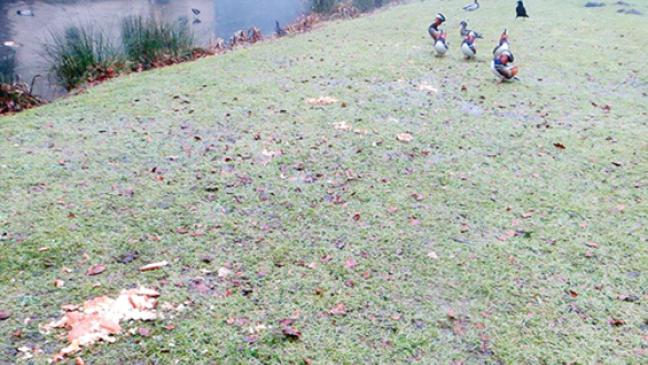 Kein Brot für Enten im Evenburgpark
