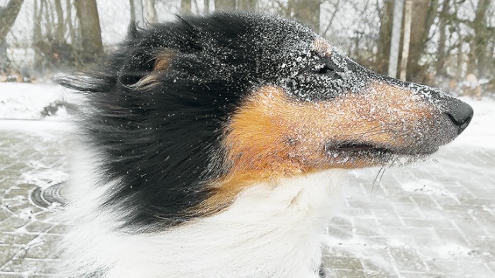 Collie-Hündin Inka trotzt dem eisigen Ostwind in Wymeer. © Foto: Foget-Bartz