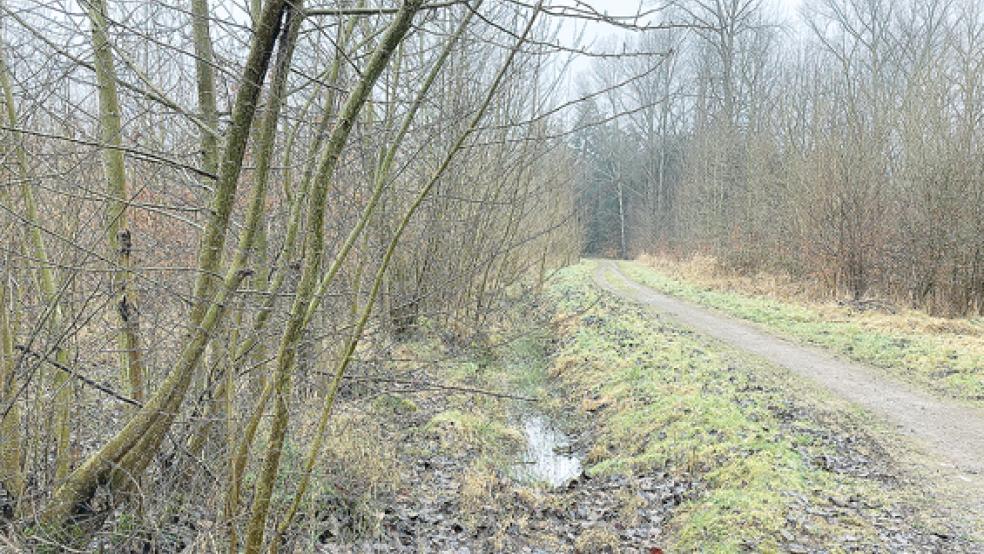 Im Stadtwald hat ein Sturmtief vor rund einem Jahr schwere Schäden angerichtet. © Foto: Boelmann