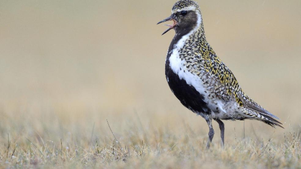 Der Goldregenpfeifer steht zur Wahl als Vogel des Jahres. Der Naturschutzbund Ostfriesland wirbt dafür, ihn zu wählen. © Foto: Wisniewski/NABU