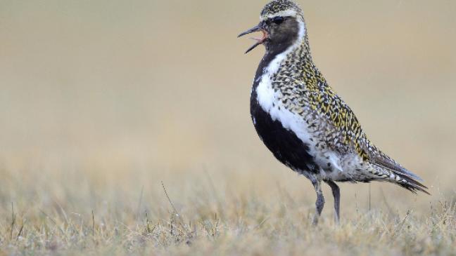 Naturschützer rufen auf zur Goldi-Wahl