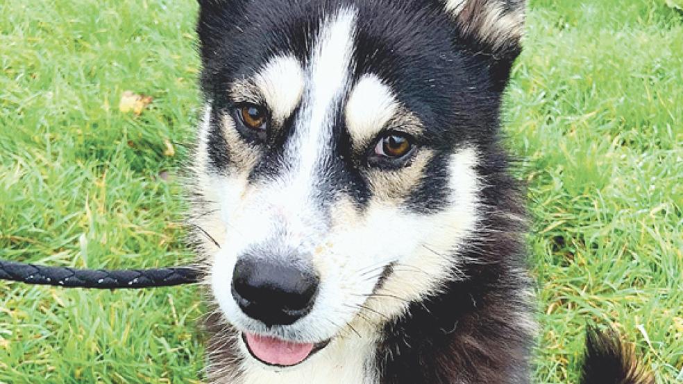 »Mogli«, ein Husky-Mischling vom Tierschutz Rheiderland, sucht ein neues Zuhause.  © Foto: Tierschutz Rheiderland
