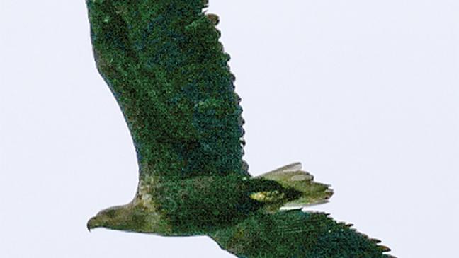Seeadler in Dielerheide gesichtet