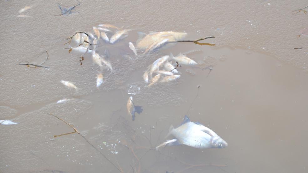 Die toten Fische im Stadtpark-See sollen in den nächsten Tagen geborgen werden.  © Foto: Gerd Schade