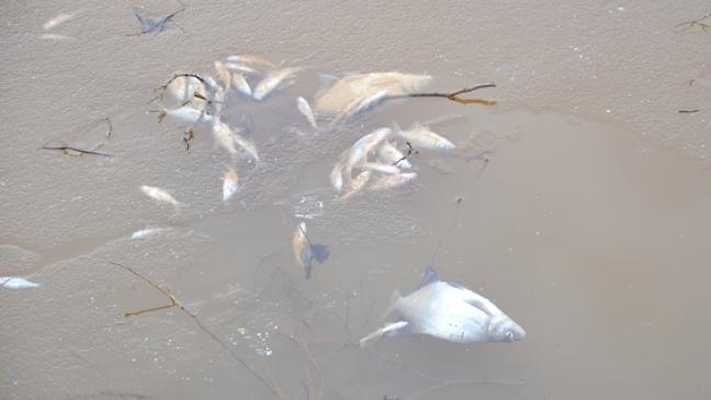 Fischsterben im Papenburger Stadtpark