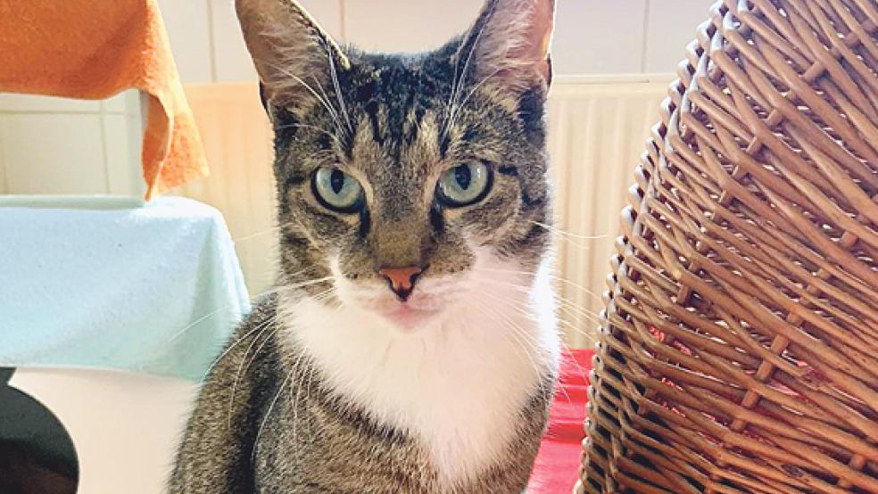  © Foto: Tierschutz Rheiderland