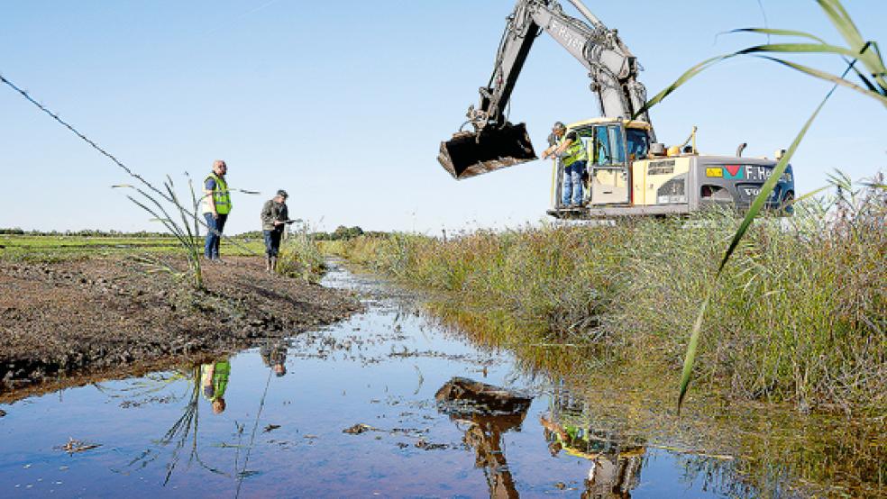 Per Bagger wird im Rahmen des Vorhabens das Ufer vorhandener Gräben teilweise aufgeweitet. So können wertvolle Flachwasserzonen entstehen. Die Arbeiten (Stauwehr und Erdbau) hat die Firma Heyen aus Rhauderfehn ausgeführt.  © Foto: NLWKN