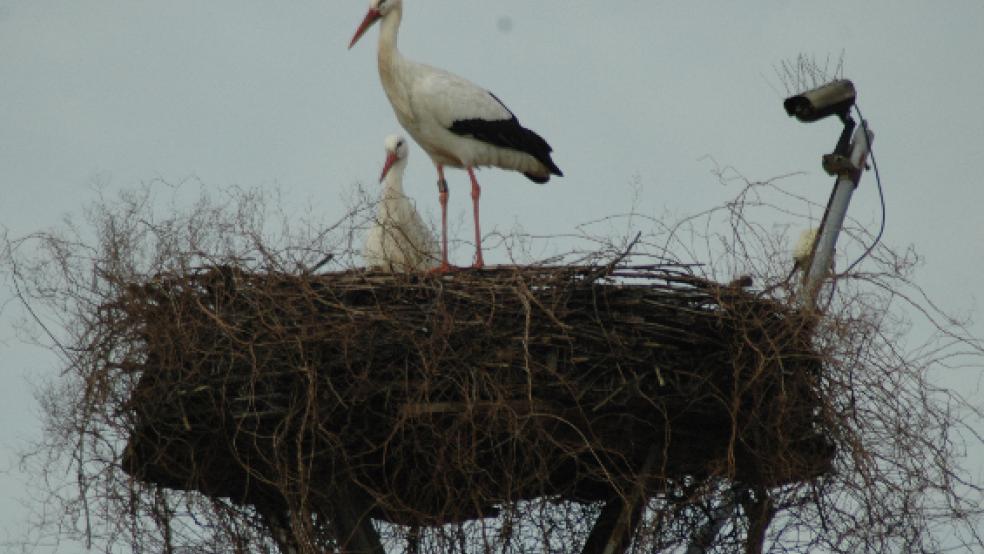 Auf dem Storchnnest beim Sägewerk Hesse in Weener-Buschfeld herrscht seit Montag bereits wieder traute Zweisamkeit - zehn Tage früher als im Vorjahr. © Foto: Szyska