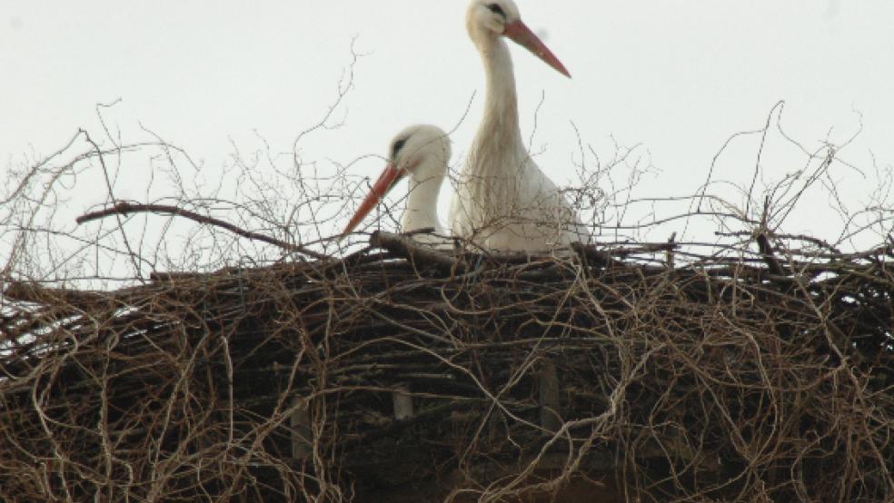Traute Zweisamkeit herrscht bereits wieder auf dem Nest beim Sägewerk Hesse in Weener-Buschfeld. © Foto: Szyska