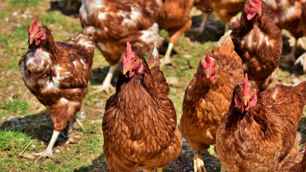 In einer Legehennen-Haltung in Brookmerland ist die Vogelgrippe ausgebrochen.  © pixabay