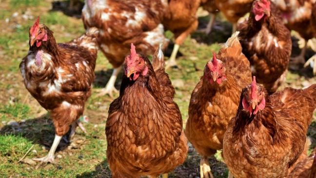 Vogelgrippe: Dritter Fall in Aurich