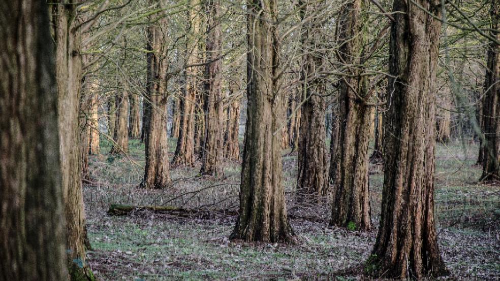 Der Hessepark in Weener ist heute gesperrt worden. Seit dem vergangenen Wochenende stieg der Besucherandrang hier stark an - mit unangenehmen Begleiterscheinungen. © Hanken