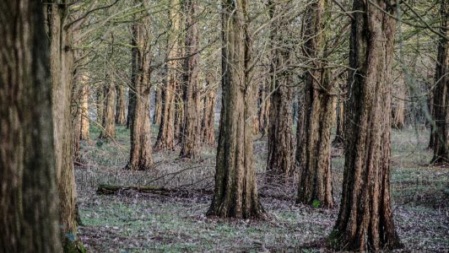 Wildwüchse im Hessepark