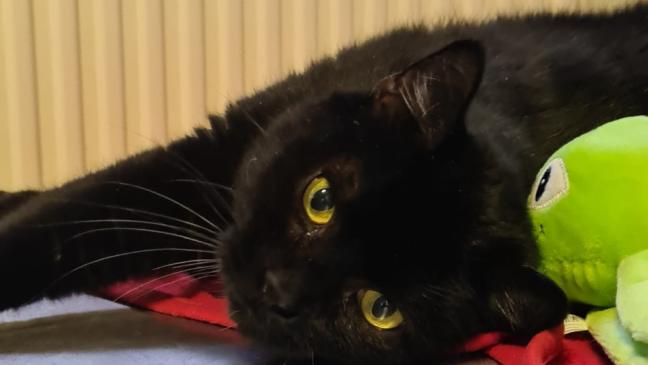 »Harry« sucht ein Heim