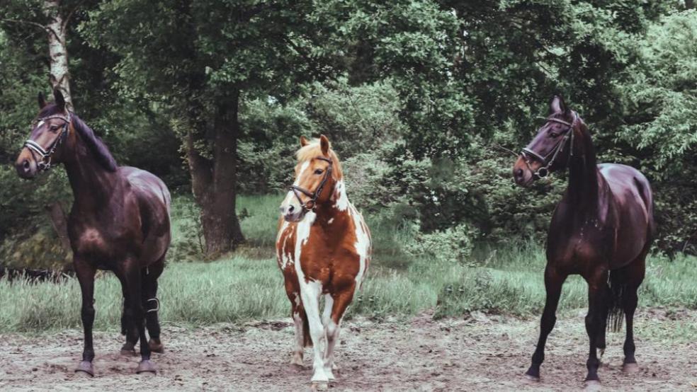 Delzi, Ricky und Donna (von links) sind drei der fünf Schulpferde des Reit- und Fahrvereins Rheiderland. Damit der Verein während der Corona-Pandemie nicht auf den Kosten sitzenbleibt, hat er für seine Schulpferde eine gute Lösung gefunden.  © Foto: privat