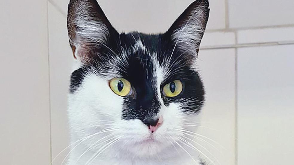 Silkje war bereits vermittelt, wurde jedoch wieder abgegeben.  © Foto: Tierschutz Rheiderland