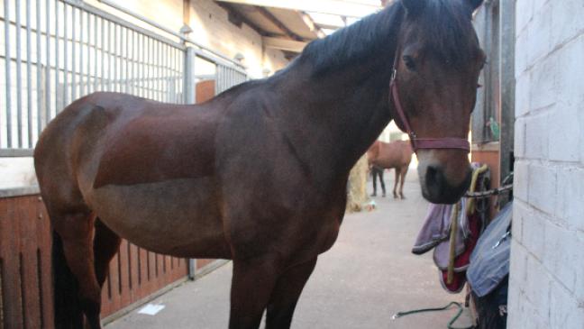 Rheiderländer Reitställe unter Quarantäne