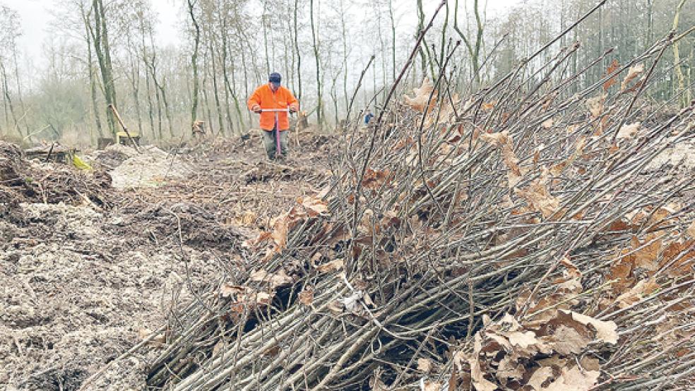 Forst-Lohnunternehmer Harald Heilmann aus Ocholt bei der Arbeit. Die neuen Bäume werden mit einem speziellen Handgerät in den Boden »geschwungen«, um sie schön fest im Erdreich zu verankern. Die Pflanzaktion soll bis Ende nächster Woche abgeschlossen werden.  © Foto: Boelmann