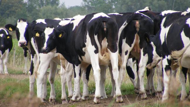 Rund 32.500 Rinder im Rheiderland