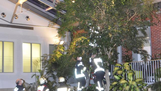 Feuerwehr holt Katze vom Baum