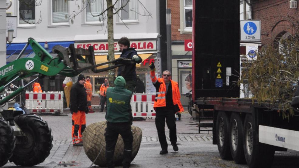 Die gelieferten Bäume für die Fußgängerzone haben bereits eine stattliche Größe. © Foto: Wolters