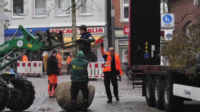 Eisenholzbaum und Italienische Erle