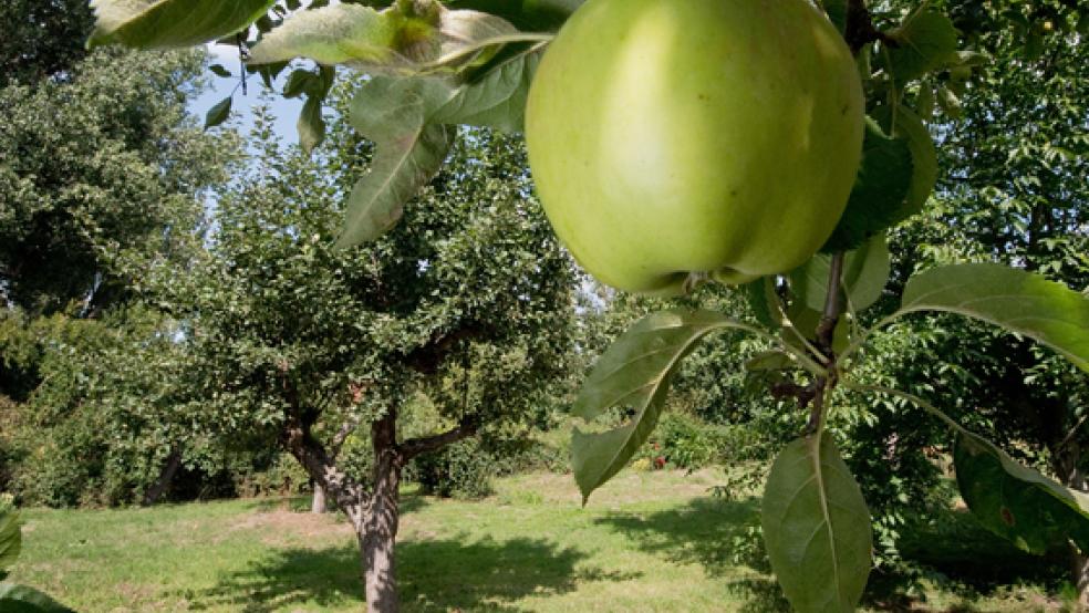 Der Landkreis Leer hat im vergangenen Jahr die Umwandlung von 35.000 Quadratmetern Fläche in Streuobstwiesen finanziell gefördert.  © Foto: picture alliance/Julian Stratenschulte