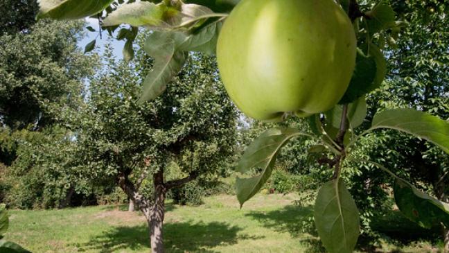 Projekte für die Artenvielfalt
