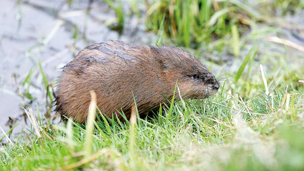 Bisame und Nutrias richten aufgrund ihrer Lebensweise große Schäden an Uferböschungen und Deichen an. Der Landkreis Leer unterstützt aus diesem Grund die Sielachten bei der Zahlung der jeweiligen Fangprämie.  © Foto: picture alliance/Thomas Warnack