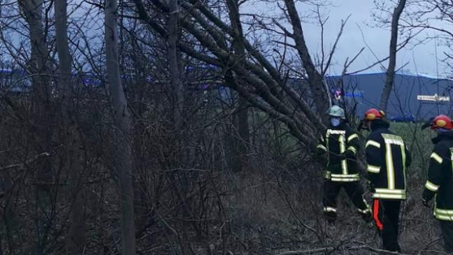 Baum drohte auf Kreisstraße zu fallen