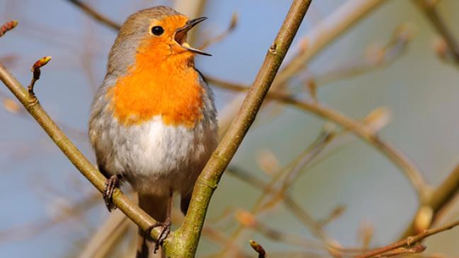 Endspurt für den »Vogel des Jahres«
