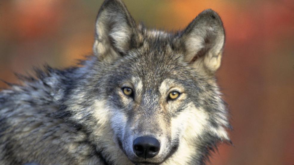 Zum ersten Mal ist vor zehn Jahren ein junger Wolf vermutlich aus der Wolfspopulation in Deutschland und Polen in den Niederlanden in Grenznähe bei Arnheim beobachtet und fotografiert worden. .Bei diesem Foto handelt es sich um ein Symbolbild.  © Foto: pixabay