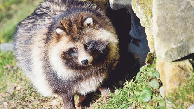 Krähen, Nutrias und ein Marderhund