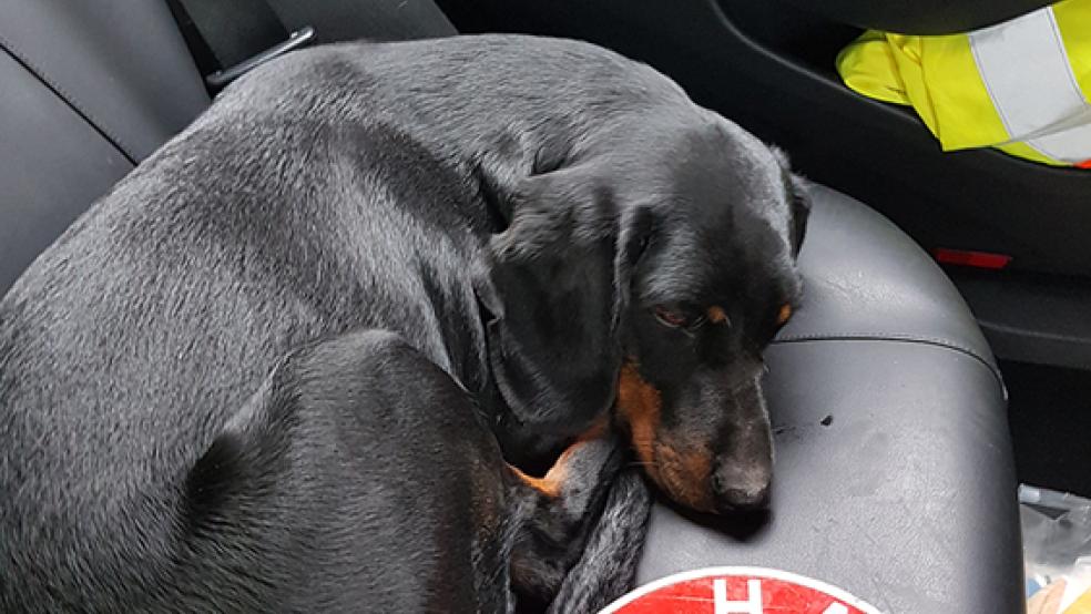 Die Hofhündin hatte sich als blinde Passagierin auf den Hänger geschlichen. Die Polizei konnte »Ayla« wohlbehalten zu ihrer Familie zurückbringen.  © Foto: Polizei